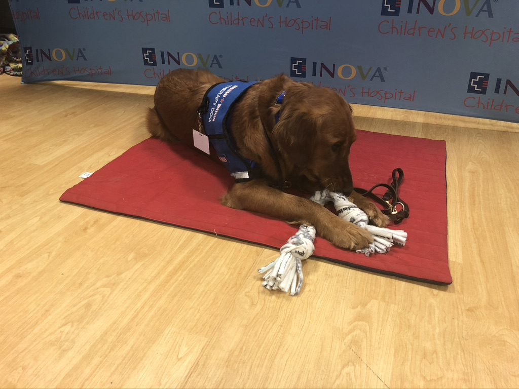 Therapy Dog enjoying a new chew toy.